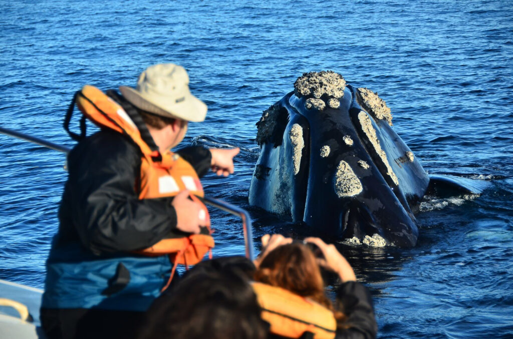 ¿Cuándo es el avistaje de ballenas en Puerto Madryn?